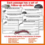 Mini beasts Year 4 Task Cards Volume 1 b